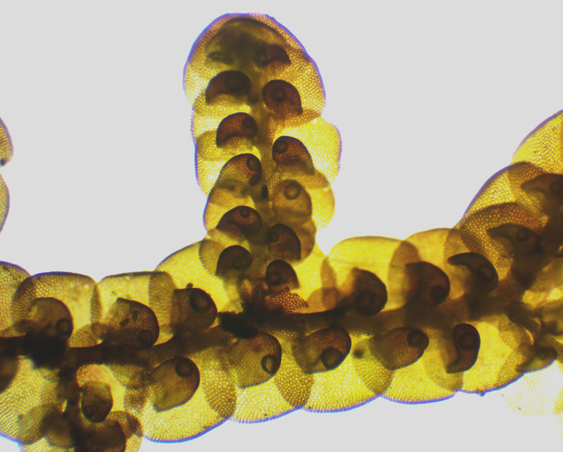 Frullania brittoniae